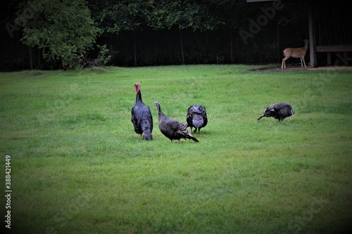 Turkey in the grass