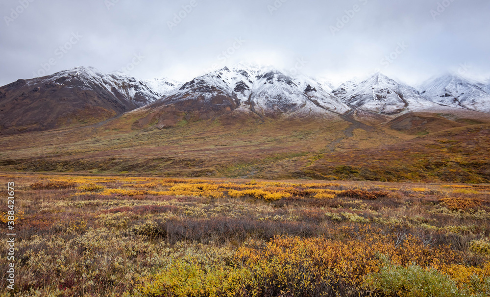 Tundra panorama view at Denali National Park in fall