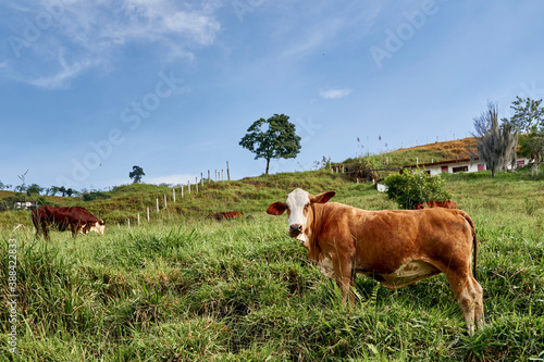 Cattle in meadow, in rural countryside. Cattle Farm, with braford cattle, brahman, cinefoult, girolando. photo