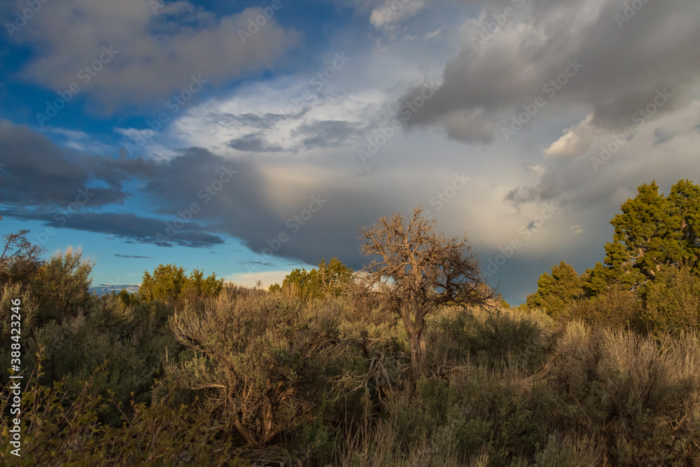 Clouds over the forest