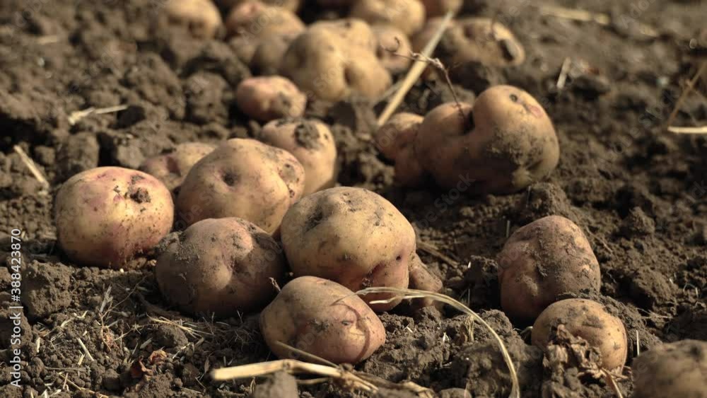 Tilt Down, Freshly harvested potatoes on top of soil in row Tilt Down, Freshly harvested potatoes on top of soil in row