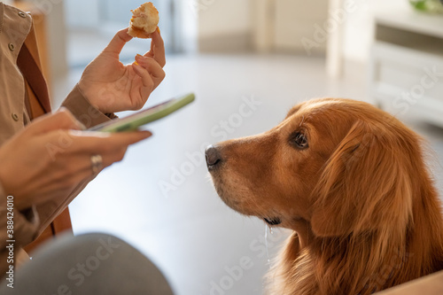 Slika na platnu Golden Retriever looking at the food in his hand drooling