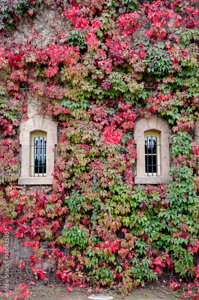 Wall with windows covered with colored ivy
