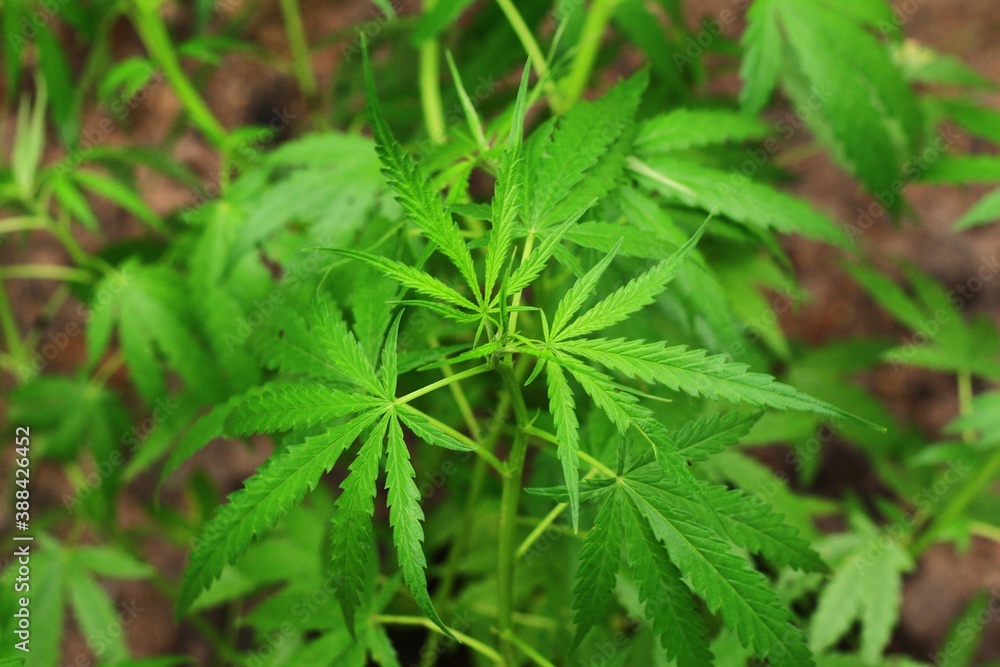 Marijuana plant with early white Flowers, cannabis leaves, Marijuana plant with early white Flowers, cannabis leaves,
