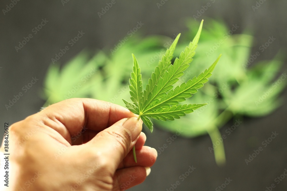 Marijuana leaves, Cannabis leaves Close-up holding on hands. Marijuana leaves, Cannabis leaves Close-up holding on hands.