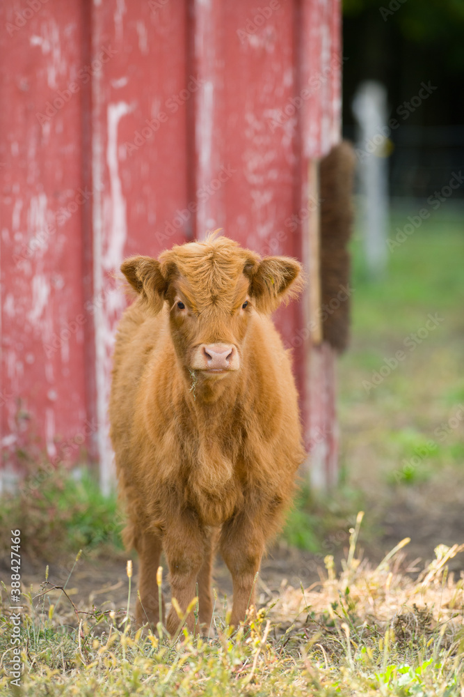 baby Scottish Highland Cow calf red or ginger in color on small hobby farm in barnyard 