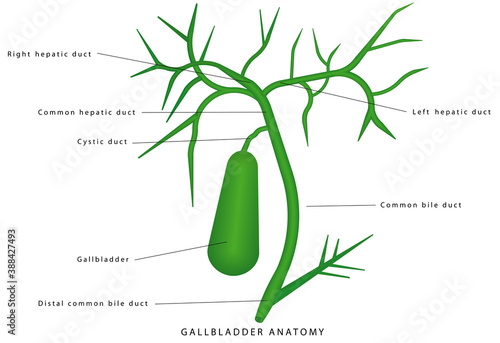 Gallbladder anatomy. Human gallbladder on white background, gallbladder connection to the bile ducts. Extrahepatic bile passages. Extrahepatic Biliary Apparatus , components and applied aspects. photo