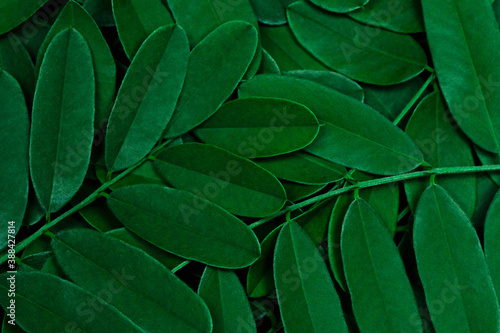 Wallpaper Mural Background with dark green leaves, fresh flat background Torontodigital.ca