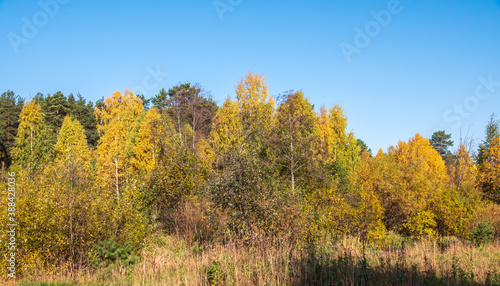 Trees with orange, green and yellow leaves in the autumn forest.