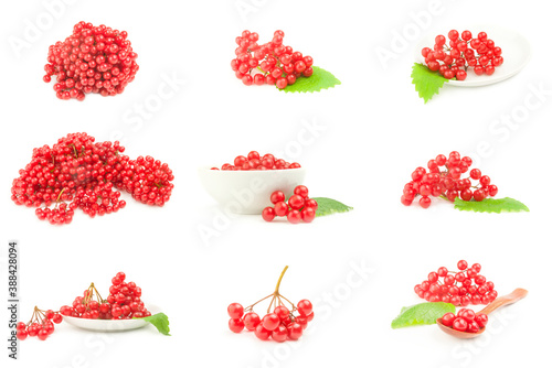 Collection of fresh and useful viburnum over a white background