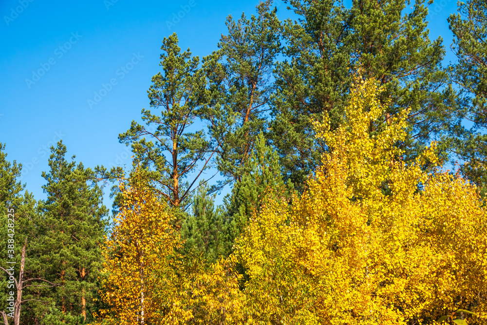 Trees with orange, green and yellow leaves and green pines in the autumn forest. Trees with orange, green and yellow leaves and green pines in the autumn forest.