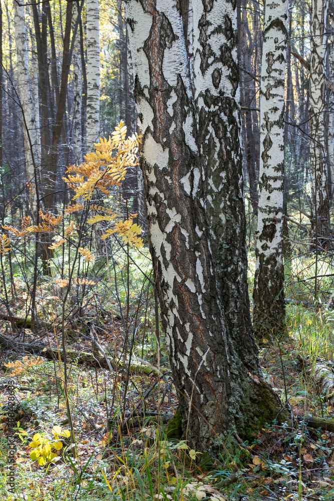Birch trees in autumn forest with yellow leaves on the ground. Birch trees in autumn forest with yellow leaves on the ground.