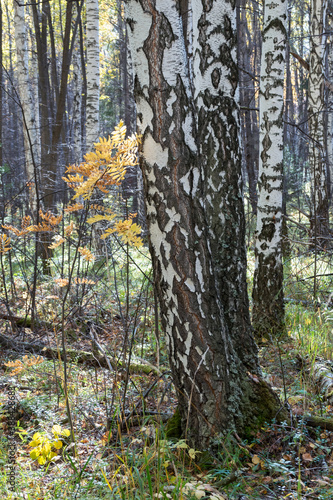 Birch trees in autumn forest with yellow leaves on the ground.