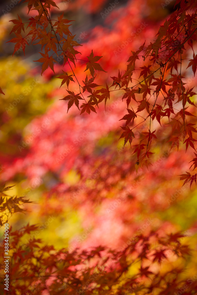 河口湖の紅葉 河口湖の紅葉
