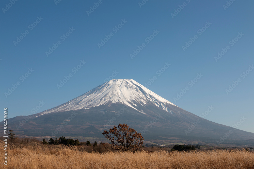 秋の朝霧高原 秋の朝霧高原