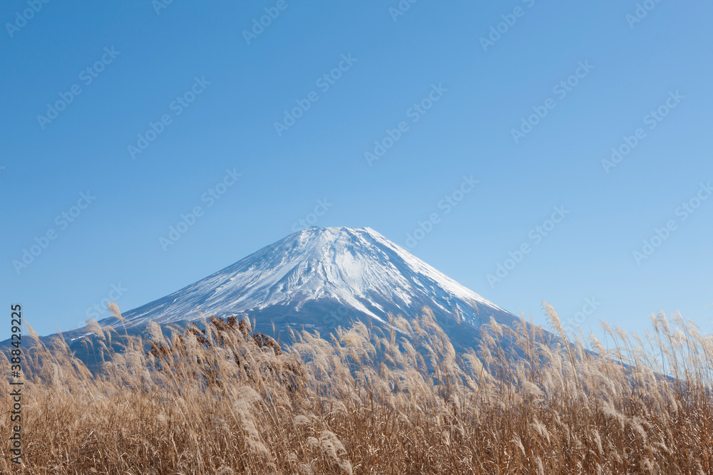 Obraz premium 秋の朝霧高原