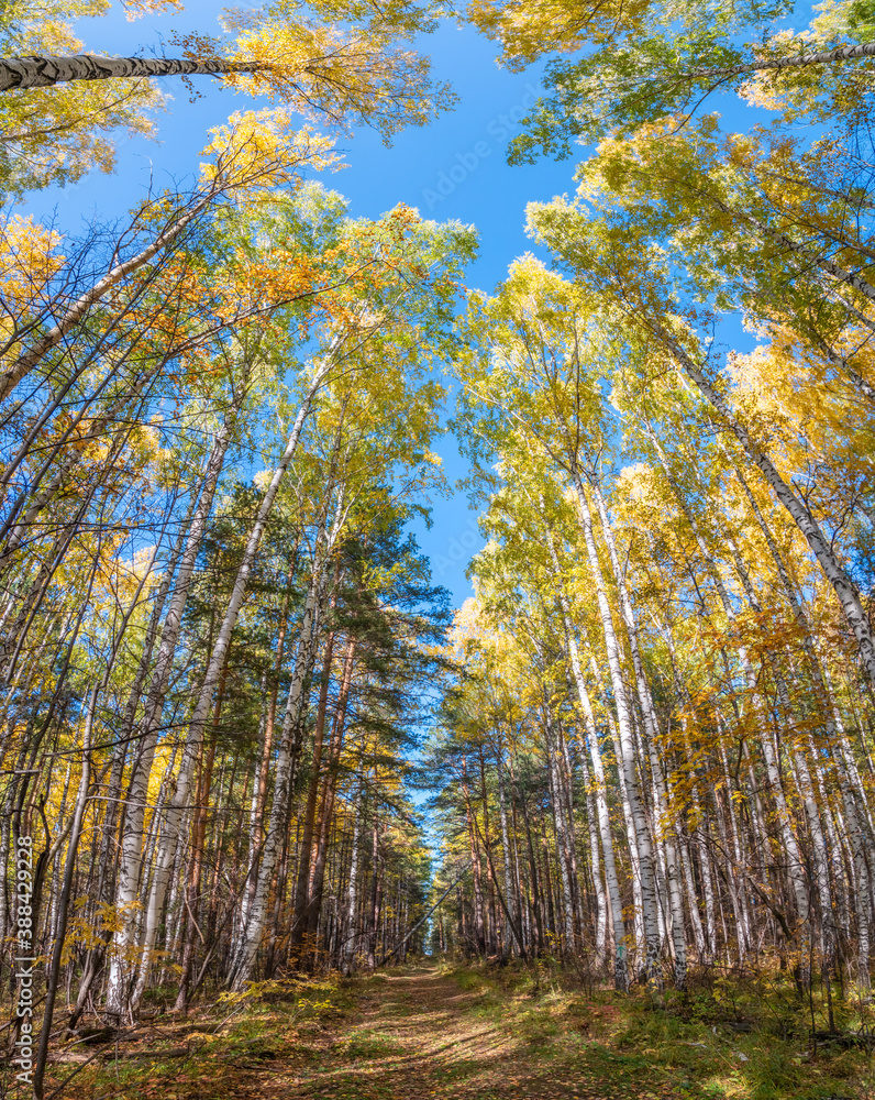 Fototapeta premium Tree tops in the autumn forest, a view from the bottom upward on blue sky background.