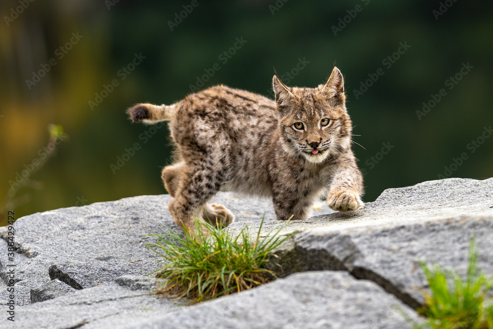 Lynx in green forest with tree trunk. Wildlife scene from nature. Playing Eurasian lynx, animal behaviour in habitat. Wild cat from Germany. Wild Bobcat between the trees Lynx in green forest with tree trunk. Wildlife scene from nature. Playing Eurasian lynx, animal behaviour in habitat. Wild cat from Germany. Wild Bobcat between the trees