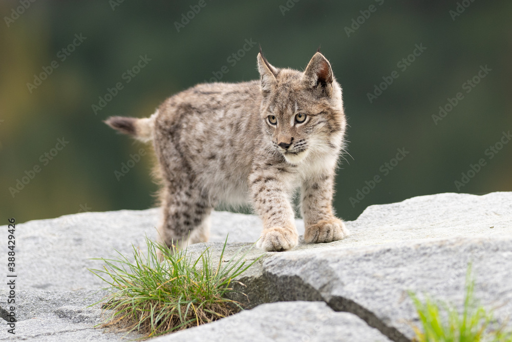 Lynx in green forest with tree trunk. Wildlife scene from nature. Playing Eurasian lynx, animal behaviour in habitat. Wild cat from Germany. Wild Bobcat between the trees Lynx in green forest with tree trunk. Wildlife scene from nature. Playing Eurasian lynx, animal behaviour in habitat. Wild cat from Germany. Wild Bobcat between the trees