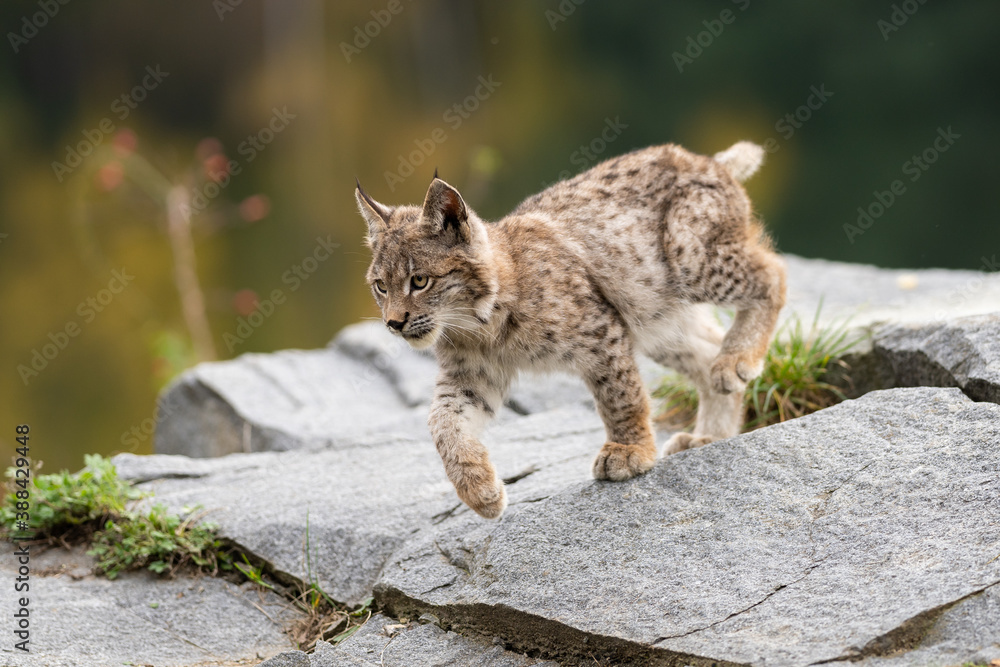 Obraz premium Lynx in green forest with tree trunk. Wildlife scene from nature. Playing Eurasian lynx, animal behaviour in habitat. Wild cat from Germany. Wild Bobcat between the trees