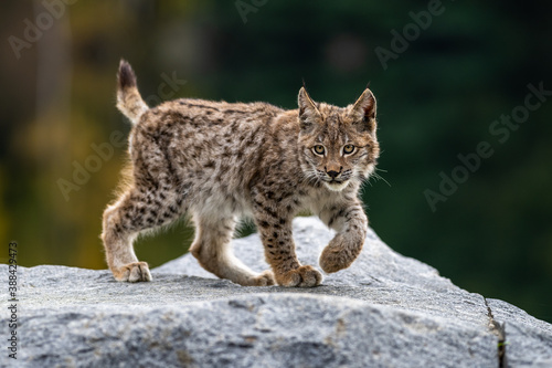 Lynx in green forest with tree trunk. Wildlife scene from nature. Playing Eurasian lynx, animal behaviour in habitat. Wild cat from Germany. Wild Bobcat between the trees photo