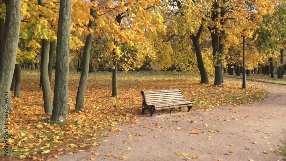 Windy golden autumn in an empty park Windy golden autumn in an empty park