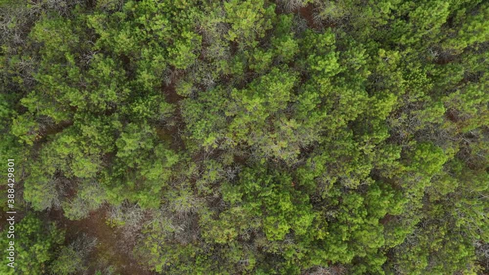 AERIAL: Rotating Shot of Waving Little Pine Trees on Bright Day in Nida AERIAL: Rotating Shot of Waving Little Pine Trees on Bright Day in Nida