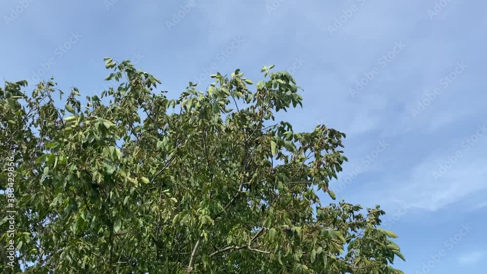 Pan shot of a tree canopy at the wind Pan shot of a tree canopy at the wind