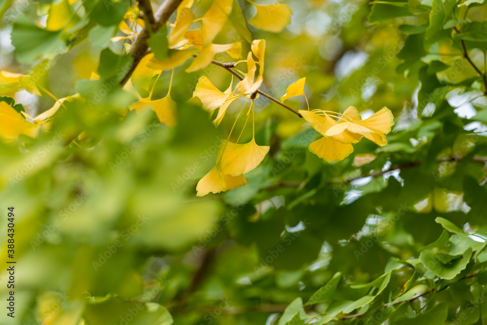 Obraz premium 秋の色づき始めの銀杏の葉の風景
