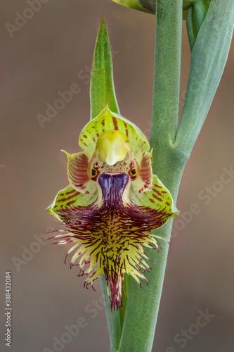 Copper Beard Orchid (Calochilus campestris) - endemic to south eastern Australia photo