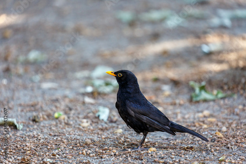 Blackbird walk in a park