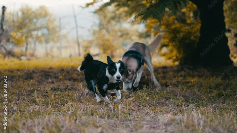 Two dogs are playing in nature. One is running towards the camera and the other is digging a hole in the back. 4K.