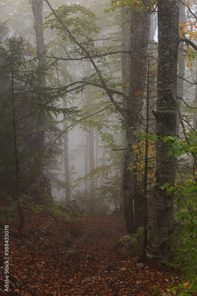 Obraz premium mysterious path in the misty woods