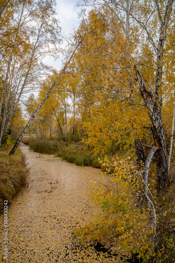 Obraz premium Autumn. Autumn forest. Yellow leaves. Autumn sky. Russia.