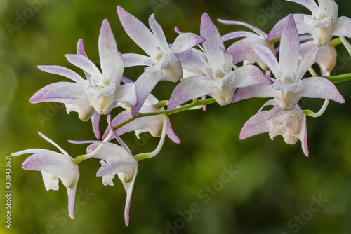 Dendrobium x delicatum - Australian native orchid photo