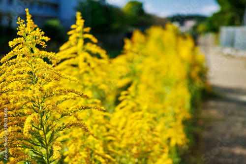 川沿いの遊歩道の道端に咲くセイタカアワダチソウの黄色い花