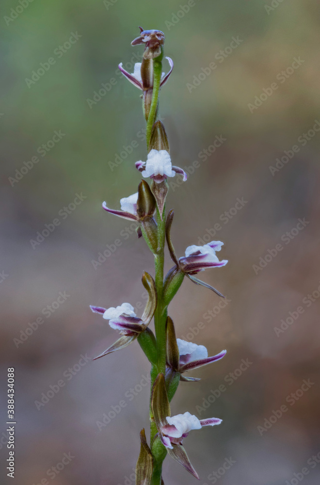 Short-lip Leek Orchid (Prasophyllum brevilabre) - approx 150mm high, endemic to south-east Australia Short-lip Leek Orchid (Prasophyllum brevilabre) - approx 150mm high, endemic to south-east Australia
