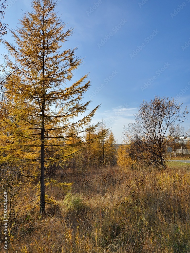 Fototapeta premium autumn in the woods