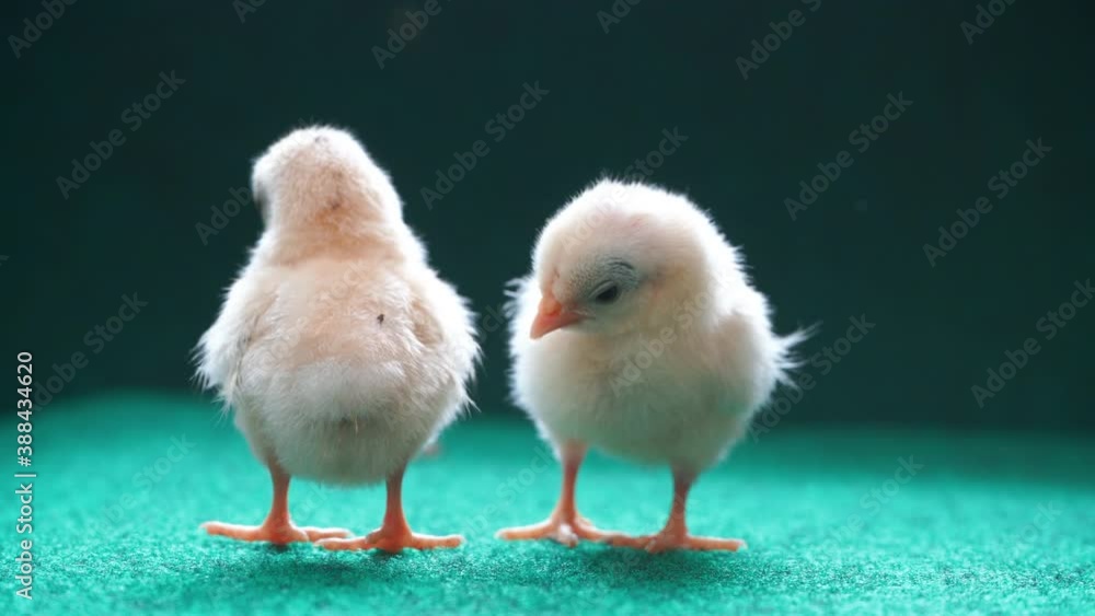 The yellow serama chicks on a artificial grass background. The yellow serama chicks on a artificial grass background.