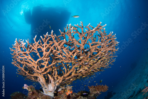 Healthy colorful corals and fish on the reef