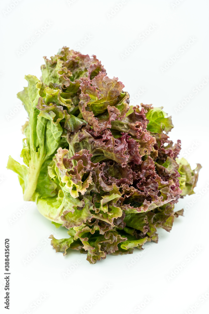 A photograph of organic lettuce called red lettuce. A photograph of organic lettuce called red lettuce.