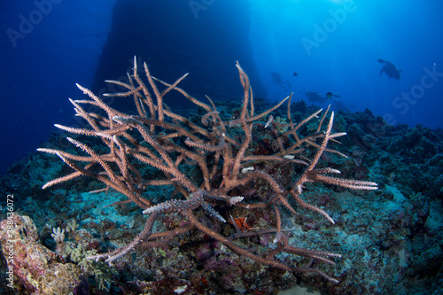 Healthy colorful corals and fish on the reef