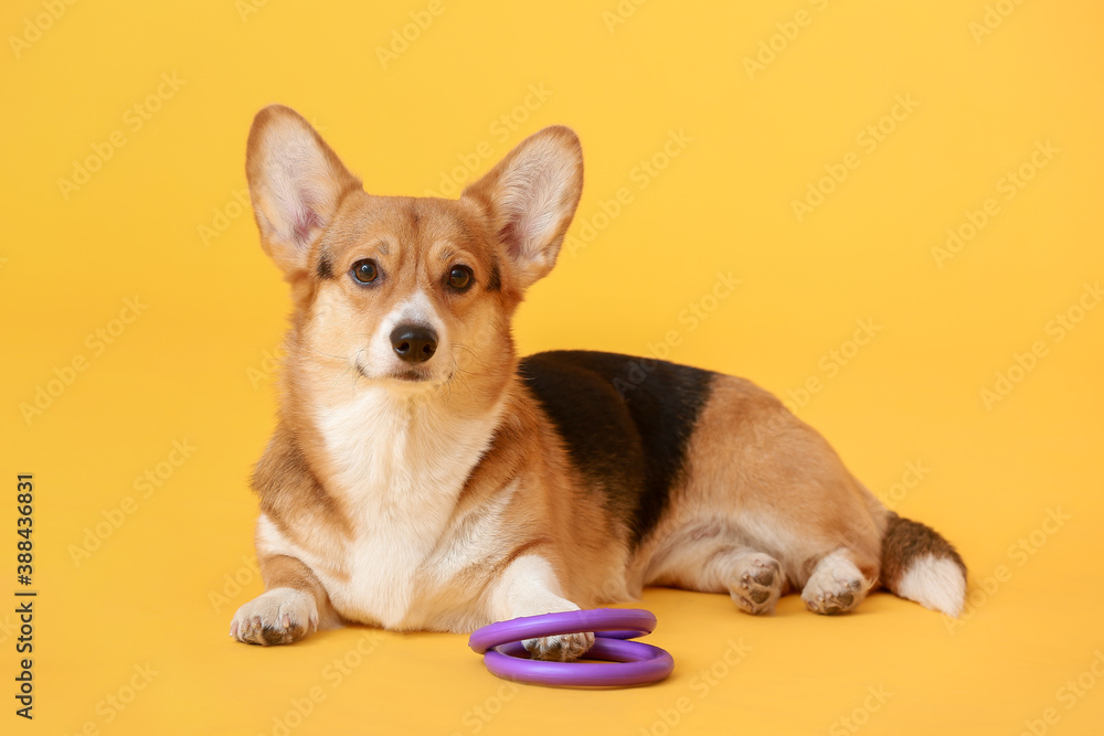 Cute dog with toys on color background