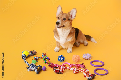 Canvas Print Cute dog with different pet accessories on color background