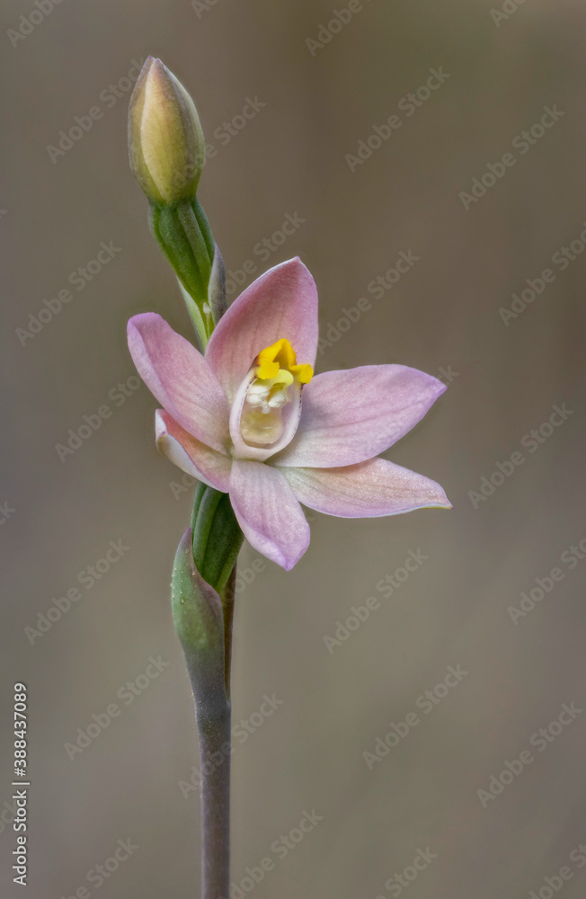 Tiny or Pink Sun Orchid (Thelymitra carnea) - approx 15-20mm dia - NSW, Australia