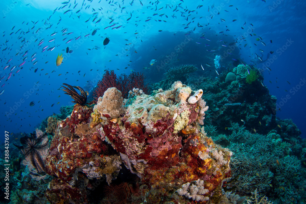 Fototapeta premium Healthy colorful corals and fish on the reef