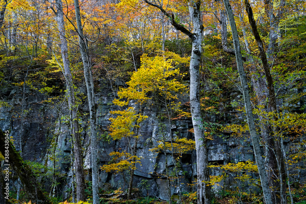 Obraz premium Okuirise-Keiryu.