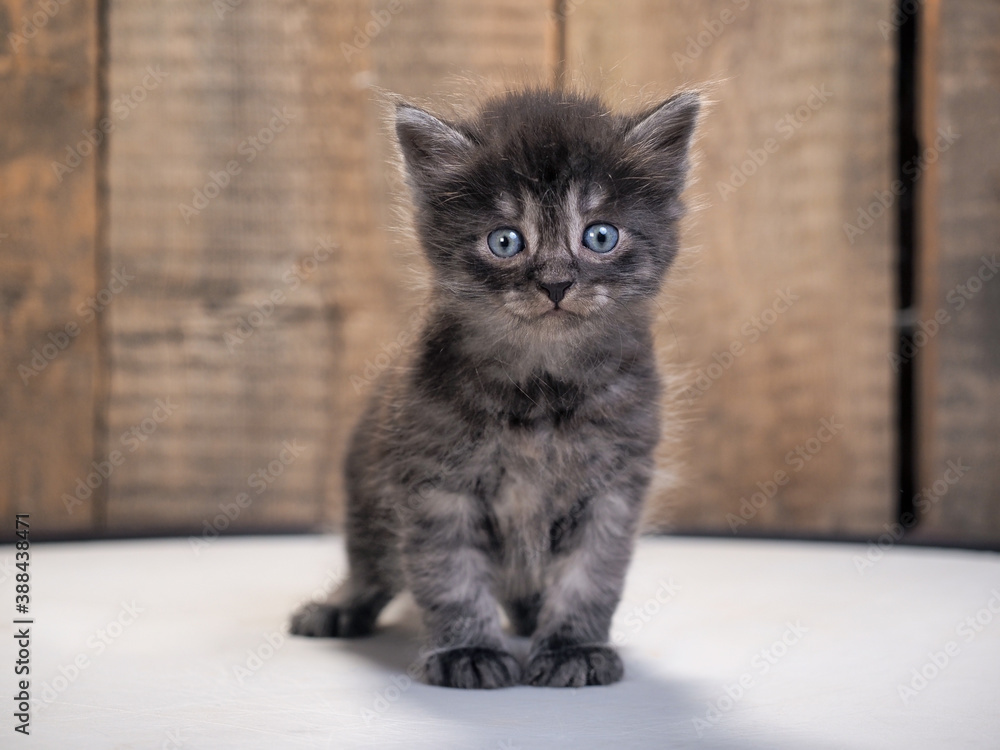 Fototapeta premium A small kitten with a pleading look
