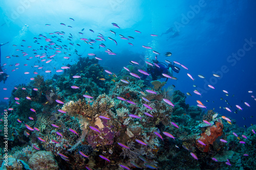 Fototapeta Naklejka Na Ścianę i Meble -  Healthy colorful corals and fish on the reef
