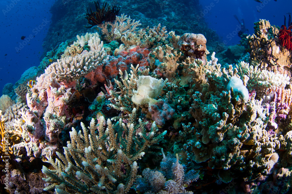 Fototapeta premium Healthy colorful corals and fish on the reef